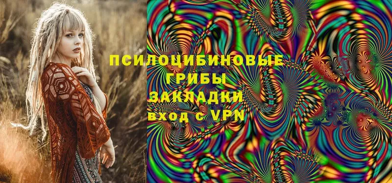 Псилоцибиновые грибы Cubensis  закладки  Баксан 